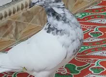 للبيع زوج تار فحله 12 الف للبيع زوج تار فحله 12 الف