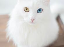 khoomanie cat khoomanie cat