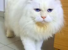 male persian cat with blue eye for mating male persian cat with blue eye for mating