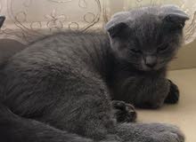 kittens for sale kittens for sale