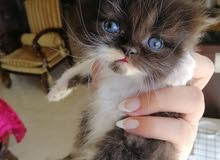 mixed Persian and British shorthair kittens mixed Persian and British shorthair kittens