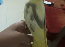 tammed latino cockatiel tammed latino cockatiel