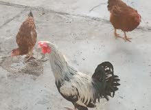 دجاج عرب للبيع اثنين دجاجات واحد ديج  صحة جيدة 