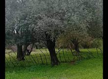 ارض للبيع في قرية بو عبد الرحمن تيزي وزو ، ارض مسطحة فيها ثمانية اشجار زيتون