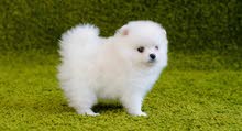 pomeranian puppies pomeranian puppies