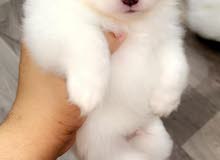Cute Dog Cute Dog