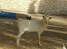 جدي فرنساوي أصلي سنه ارباع والاب مرفق معه في اصوره نوع جانبو جدي فرنساوي أصلي سنه ارباع والاب مرفق معه في اصوره نوع جانبو