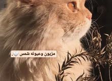 قط هملايا اورنج فحل قط هملايا اورنج فحل