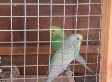 جوزين حب الوان حلوه جوزين منتجات