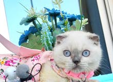 amazing Scottish fold bluepoint with blue eyes , cash on delivery available