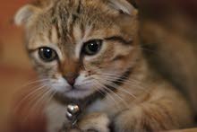 scottish cats scottish cats