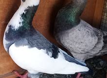 Good breed and healthy All types of pigeons available, Good breed and healthy All types of pigeons available,