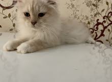 Persian kitten 3 month (male)