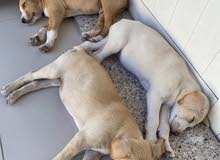 كلاب جراوي Puppies Labrador كلاب جراوي Puppies Labrador
