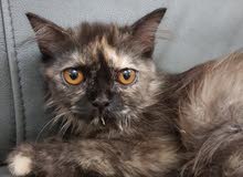 Persian Long Hair for adoption Persian Long Hair for adoption