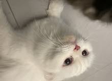 cat mom and doter selling together perjan cat very friendly playfull nice cat mom and doter selling together perjan cat very friendly playfull nice