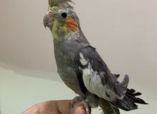 Hand tamed playful 6 month old Cockatiel Hand tamed playful 6 month old Cockatiel