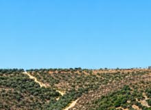 Residential Land for Sale in Nablus Yasid