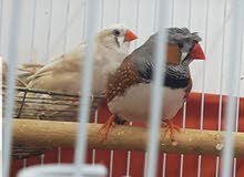 زوج من عصافير الزيبرا .. اليف جدا زوج من عصافير الزيبرا .. اليف جدا
