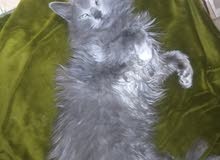 nebelung nebelung