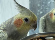 Female cockatiel breeds age 1 year and 6 months tamed Female cockatiel breeds age 1 year and 6 months tamed