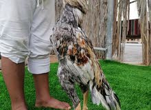 ديك باكستاني خاكي ديك باكستاني خاكي