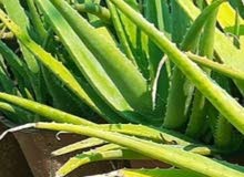 نبات الصبار ارتفاع نصف متر تقريبا للبيع Aloe Vera plant half metre height نبات الصبار ارتفاع نصف متر تقريبا للبيع Aloe Vera plant half metre height