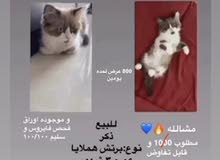 برتش مكس هملايا برتش مكس هملايا