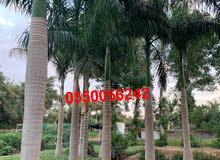 نقوم بزراعه النخل وتوريد 0556026005 نقوم بزراعه النخل وتوريد 0556026005