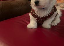 Cute two and a half months old male Maltese puppy. Cute two and a half months old male Maltese puppy.