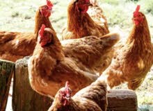 1year pure egg layr chicken 1year pure egg layr chicken