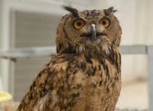 owl for Sale بومة owl for Sale بومة
