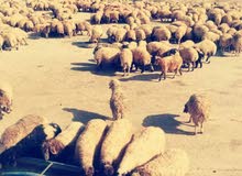 موجود راعي غنم خبره اردني موجود راعي غنم خبره اردني