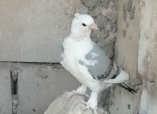 حمام ستلايت حمام ستلايت