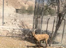 تهجين وعل نوبي تهجين وعل نوبي