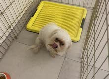 pure Maltese dog pure Maltese dog