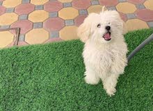 Searching for a brown/cream female toy poodle for mating in UAE Searching for a brown/cream female toy poodle for mating in UAE