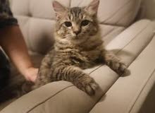 Kitten Persian Male 5 months old Kitten Persian Male 5 months old