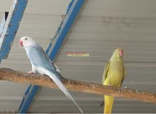 فقد ببغاء بصره جبيله فقد ببغاء بصره جبيله