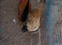 Old english game rooster and chicken Old english game rooster and chicken