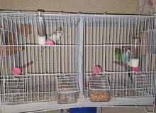 budgie bird two couples