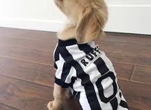 Golden retriever puppy for sale Golden retriever puppy for sale