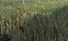 عروق زيتون مشتل بي الجماله للبيع كورنتينه و اسبانيا عروق زيتون مشتل بي الجماله للبيع كورنتينه و اسبانيا