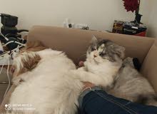 Persian 3yrs old Persian 3yrs old