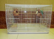 3 Bird-Budgies for a great deal with Cage