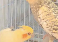 cocktail breeding pair for sale. age more than one year and also red eyes cocktail breeding pair for sale. age more than one year and also red eyes