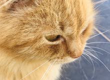 قطه فارسيه و منزليه من افضل الاوان قطه فارسيه و منزليه من افضل الاوان