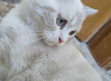 قطة انثى قطة انثى