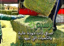 برسيم جوده عاليه وممتازه وتوصيل الى الموقع برسيم جوده عاليه وممتازه وتوصيل الى الموقع