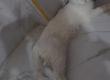 شيرازي شيرازي